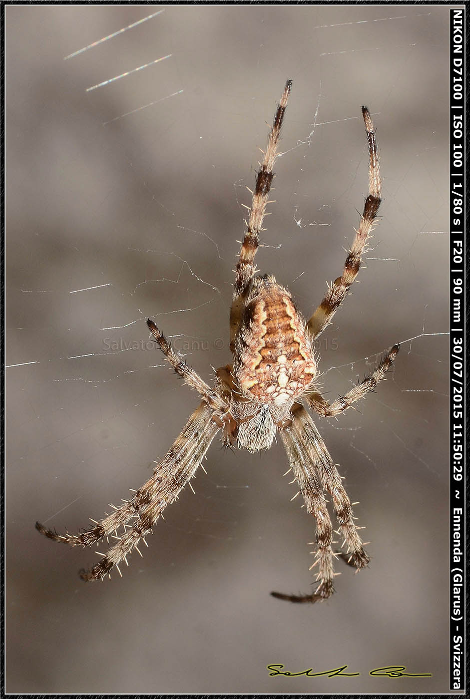 Araneus diadematus - Enneda, Glarus (Svizzera)